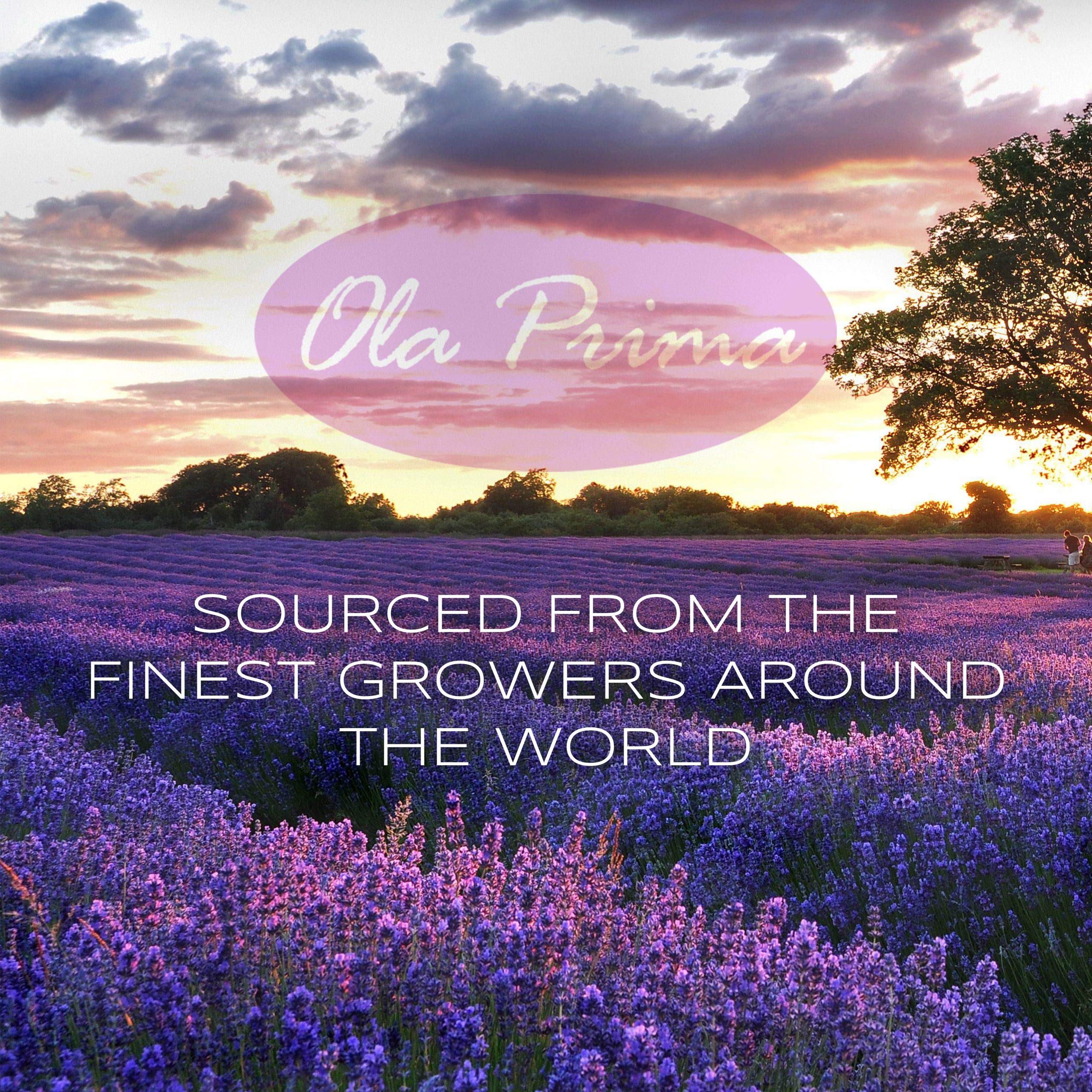 Ola Prima Tea Tree Oil packaging and label