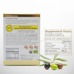 Graphic depiction of hydroxytyrosol and oleuropein polyphenols