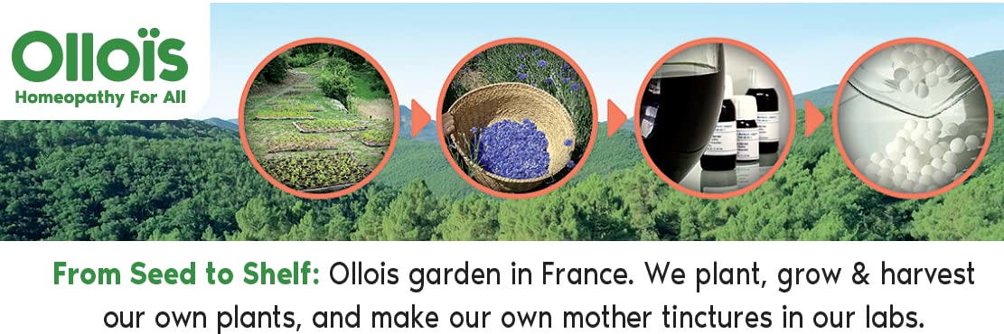 Seed-to-shelf production process for OLLOIS Thuja Occidentalis 30c