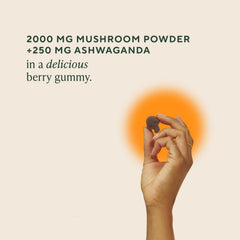 Nutrition highlights with 10 medicinal mushrooms including lion's mane and reishi