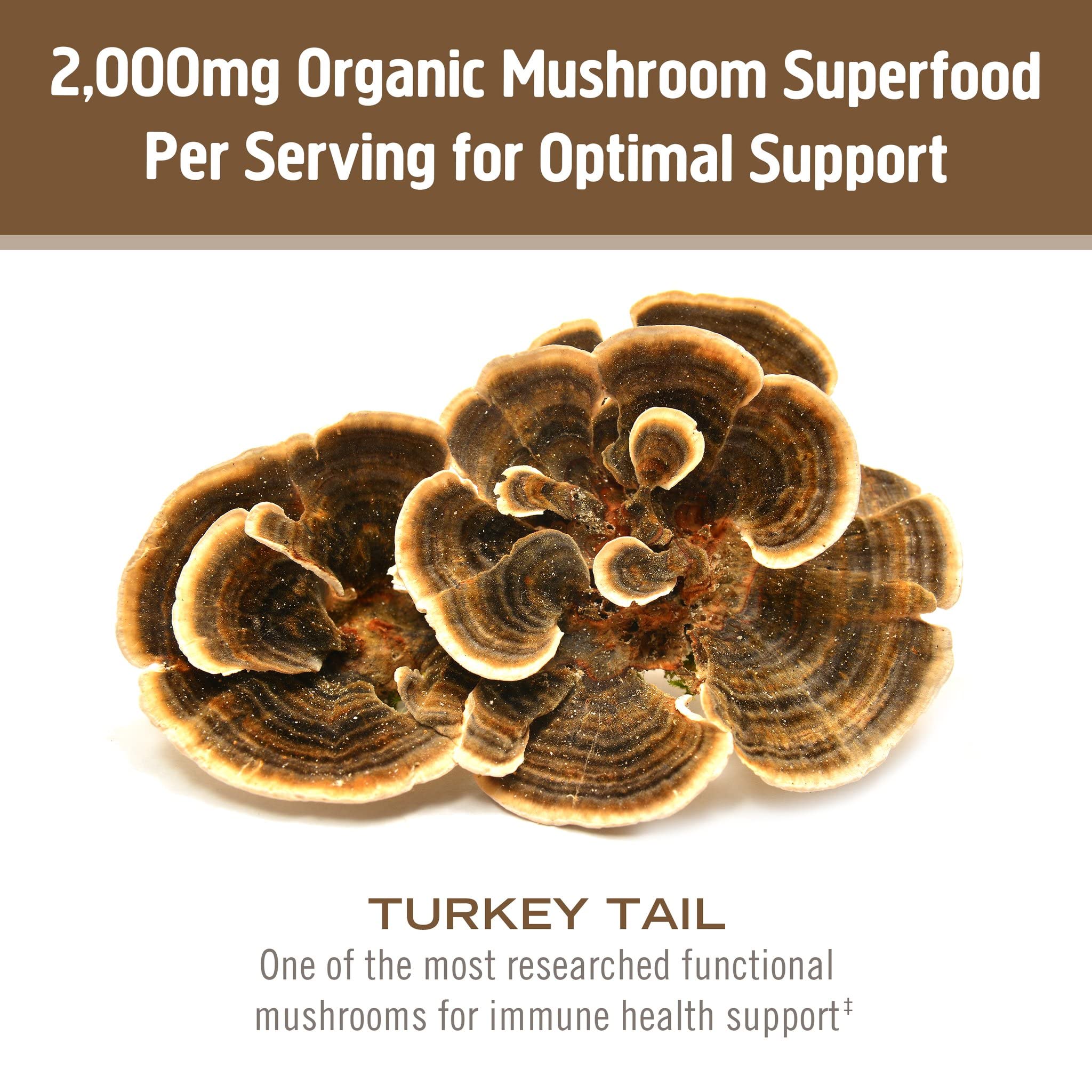 Serving scoop of Om Turkey Tail Powder showing 2,000 mg per serving