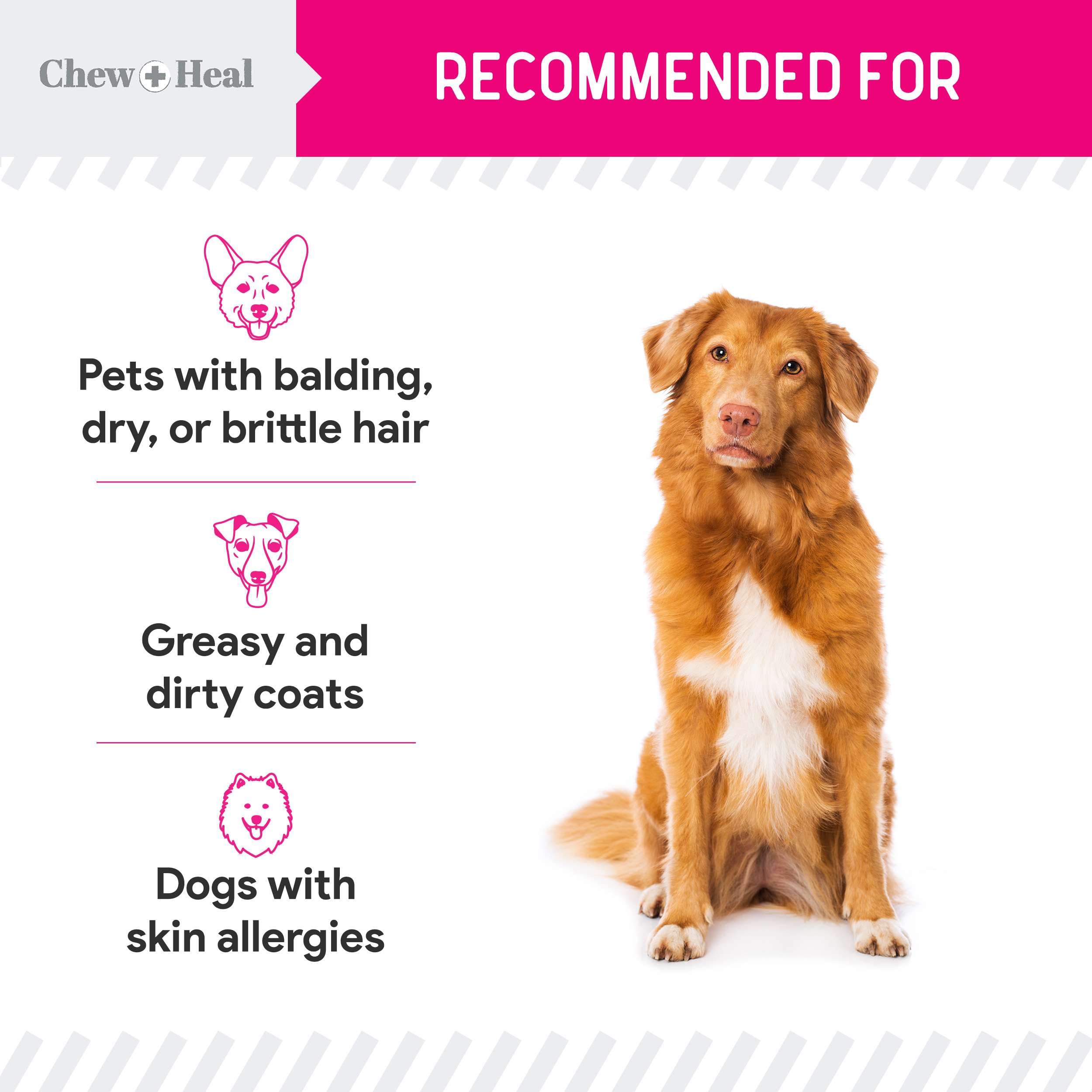 Serving suggestion: powder sprinkled on dog meal