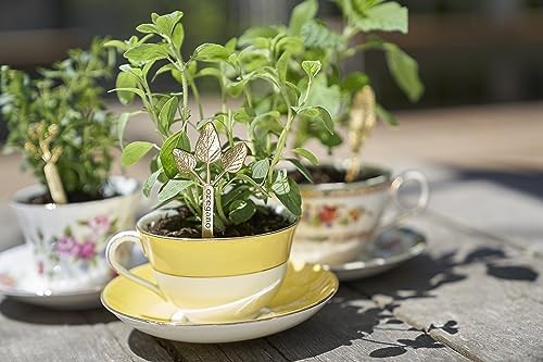 Purifying aroma of oregano essential oil