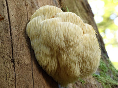 Product label and ingredients for Naturejam Lions Mane powder