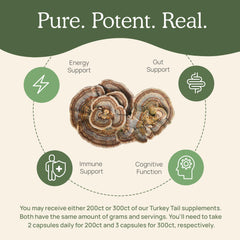 Organic mushroom extract made from 100% fruiting bodies
