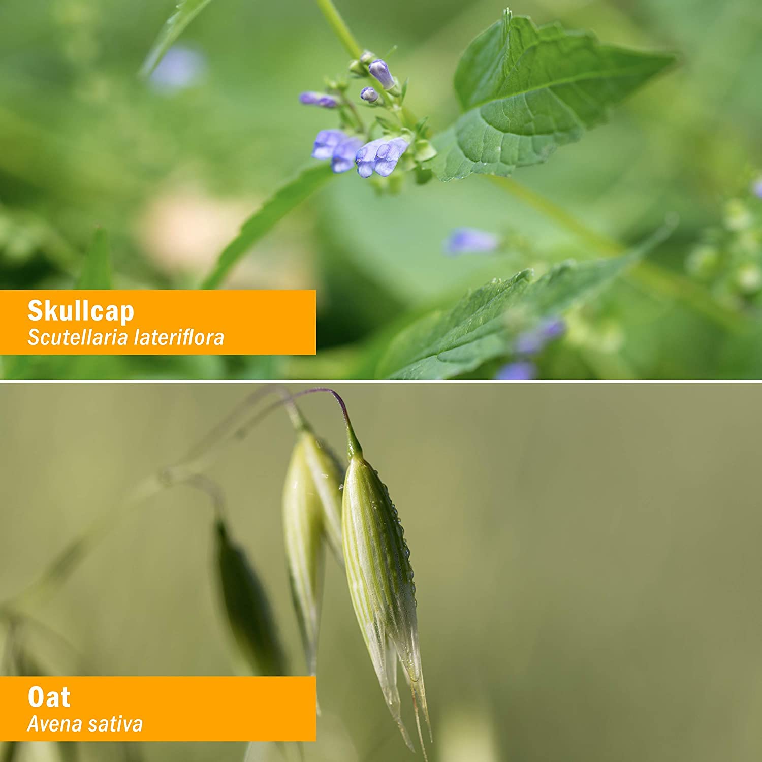 Assorted organic and sustainably wildcrafted herbs