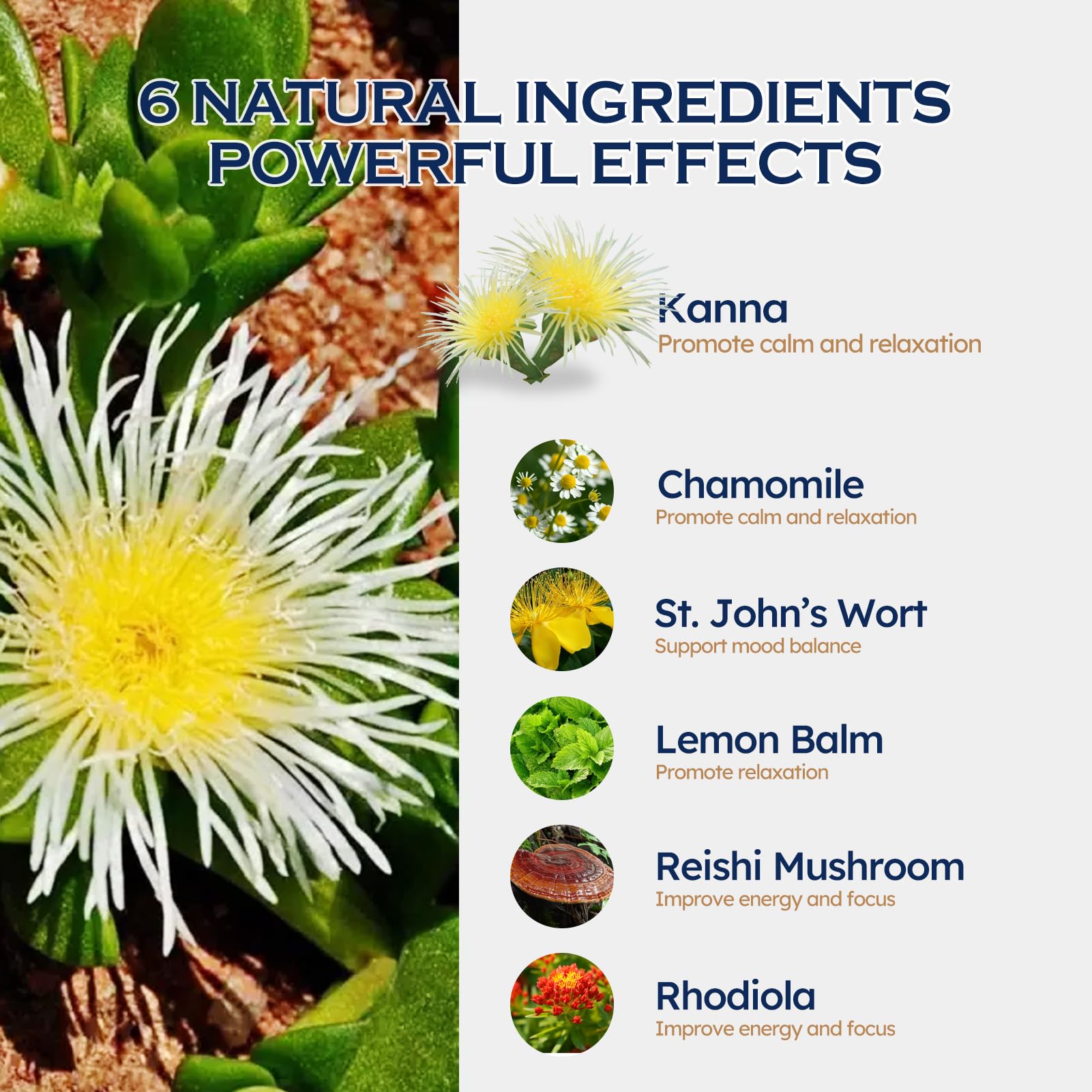 Ingredients: Kanna, Chamomile, St. John’s Wort, Rhodiola, Lemon Balm, Reishi