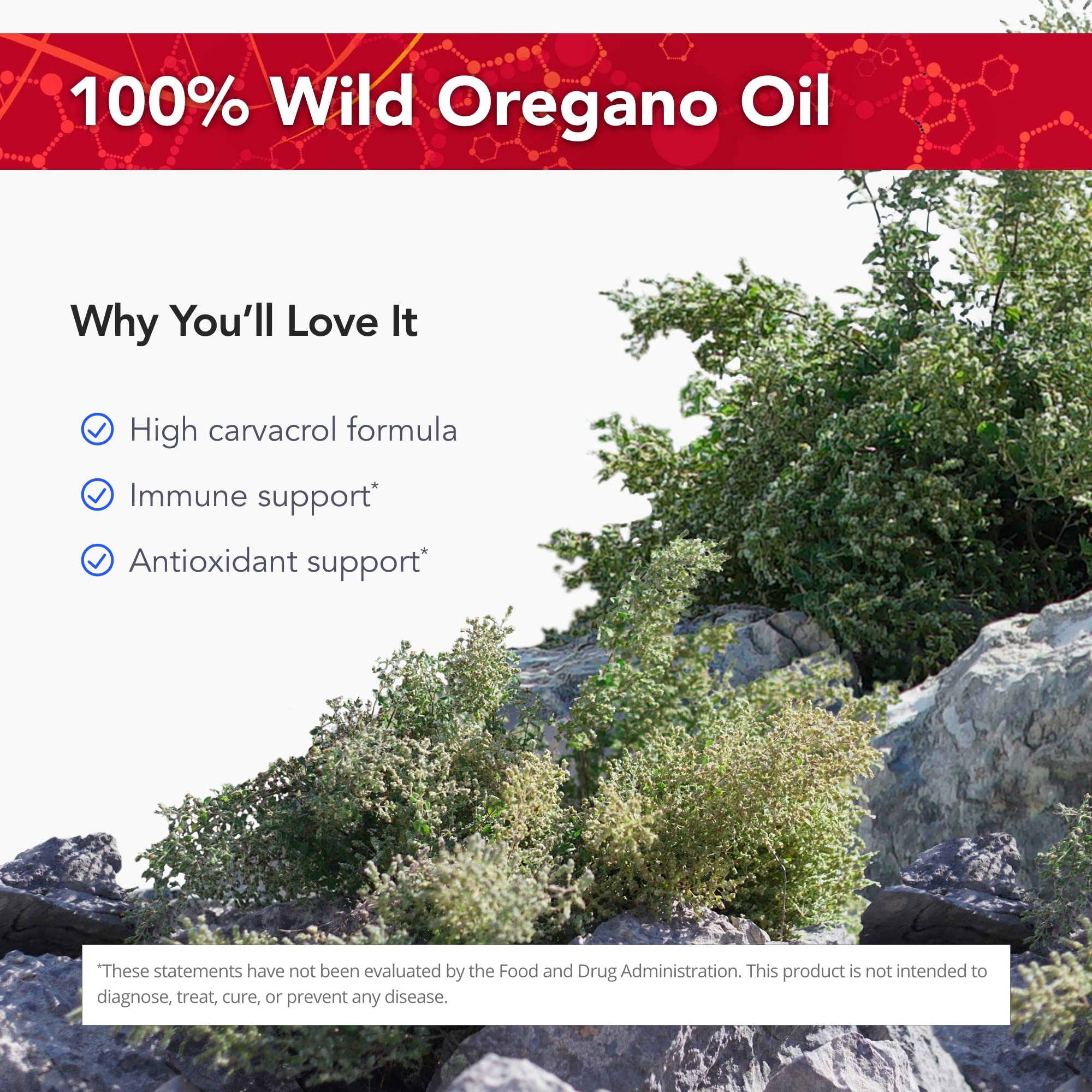 P73 wild oregano plant leaves