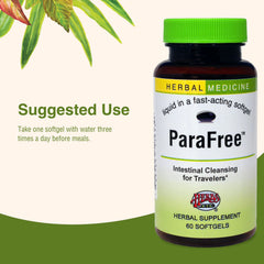 Herbal ingredients for digestive health illustration