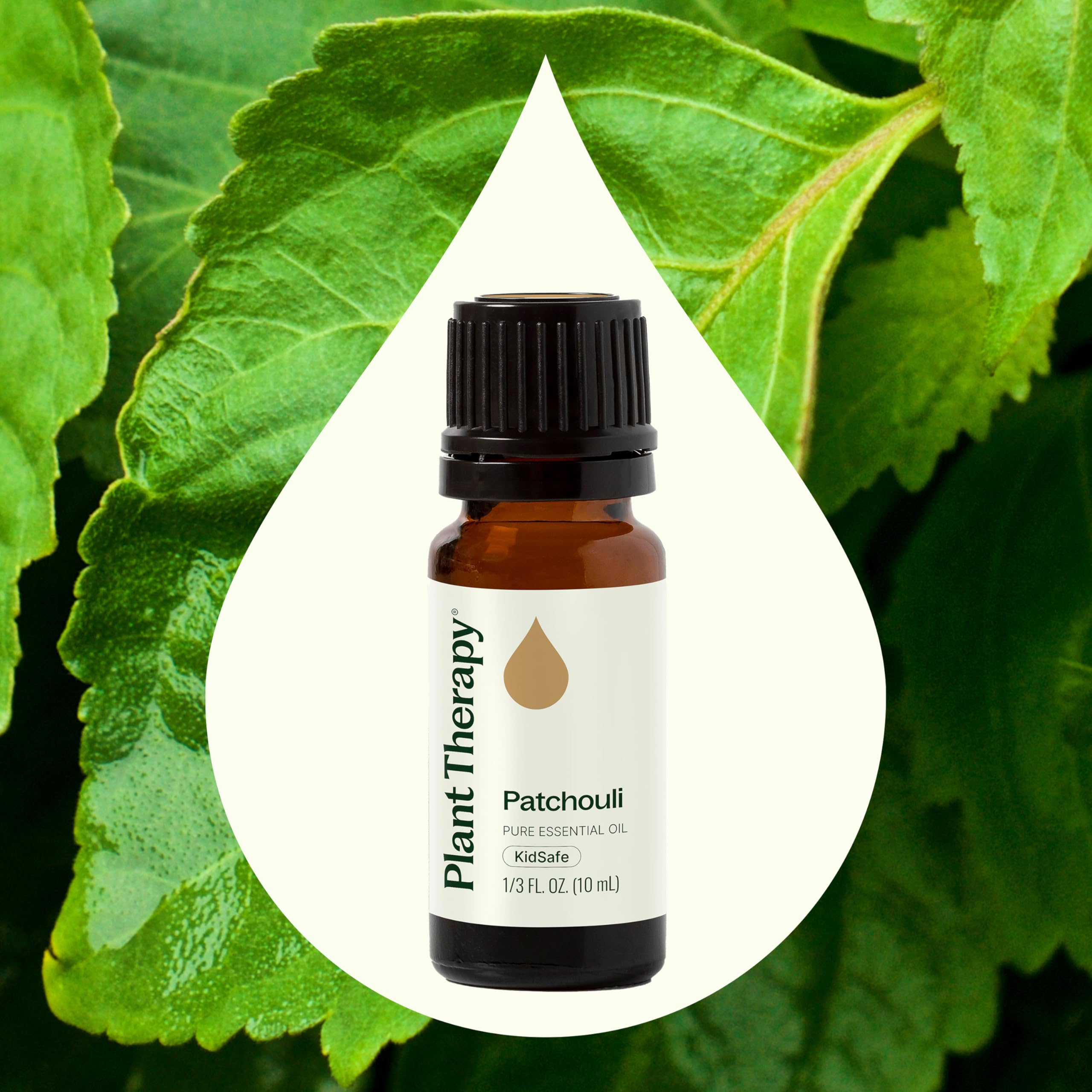 Close-up of patchouli leaves