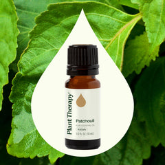 Close-up of patchouli leaves