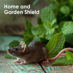 Peppermint oil in diffuser for ambient aroma