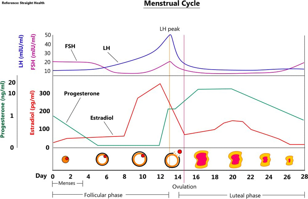 Perimenopause symptoms guide visual