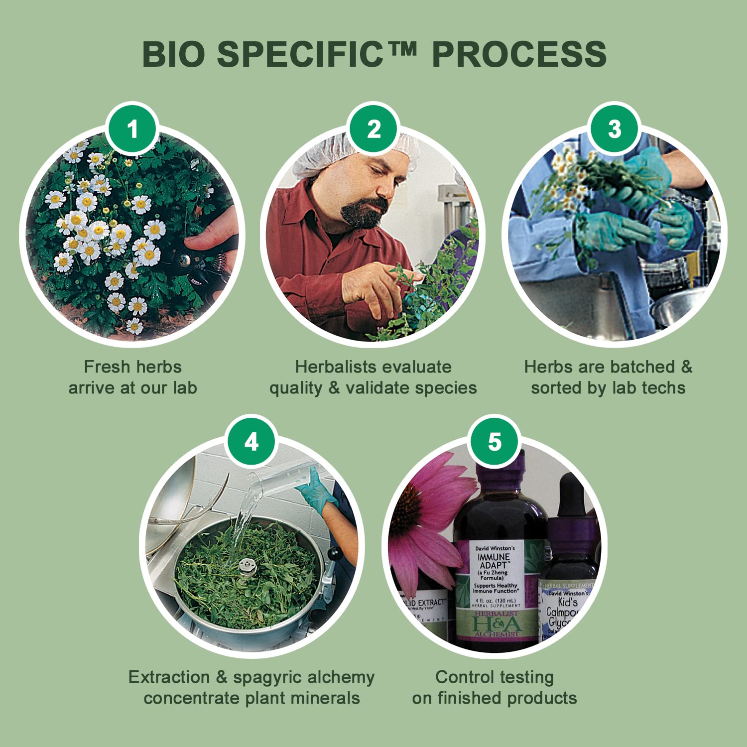 Ecologically harvested herbs used in Phytocalm