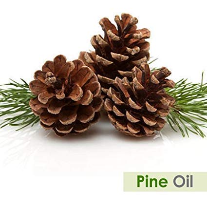 Aromatherapy setup with pine essential oil diffuser