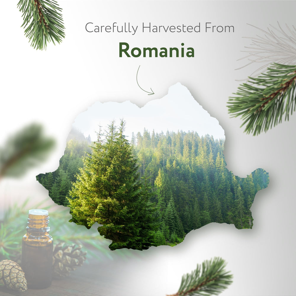 Pine needle essential oil suitable for aromatherapy and diffusers
