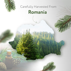 Pine needle essential oil suitable for aromatherapy and diffusers
