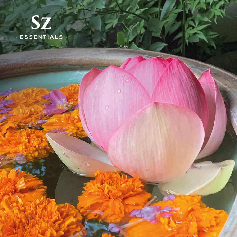 Nymphaea Nucifera Pink Lotus flower