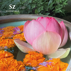 Nymphaea Nucifera Pink Lotus flower