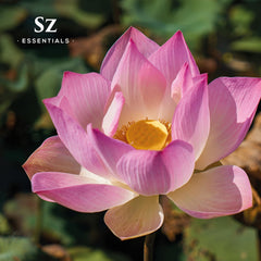 Aromatherapy diffuser releasing Pink Lotus aroma