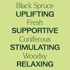 Spruce Black needles and twigs for steam-distilled oil