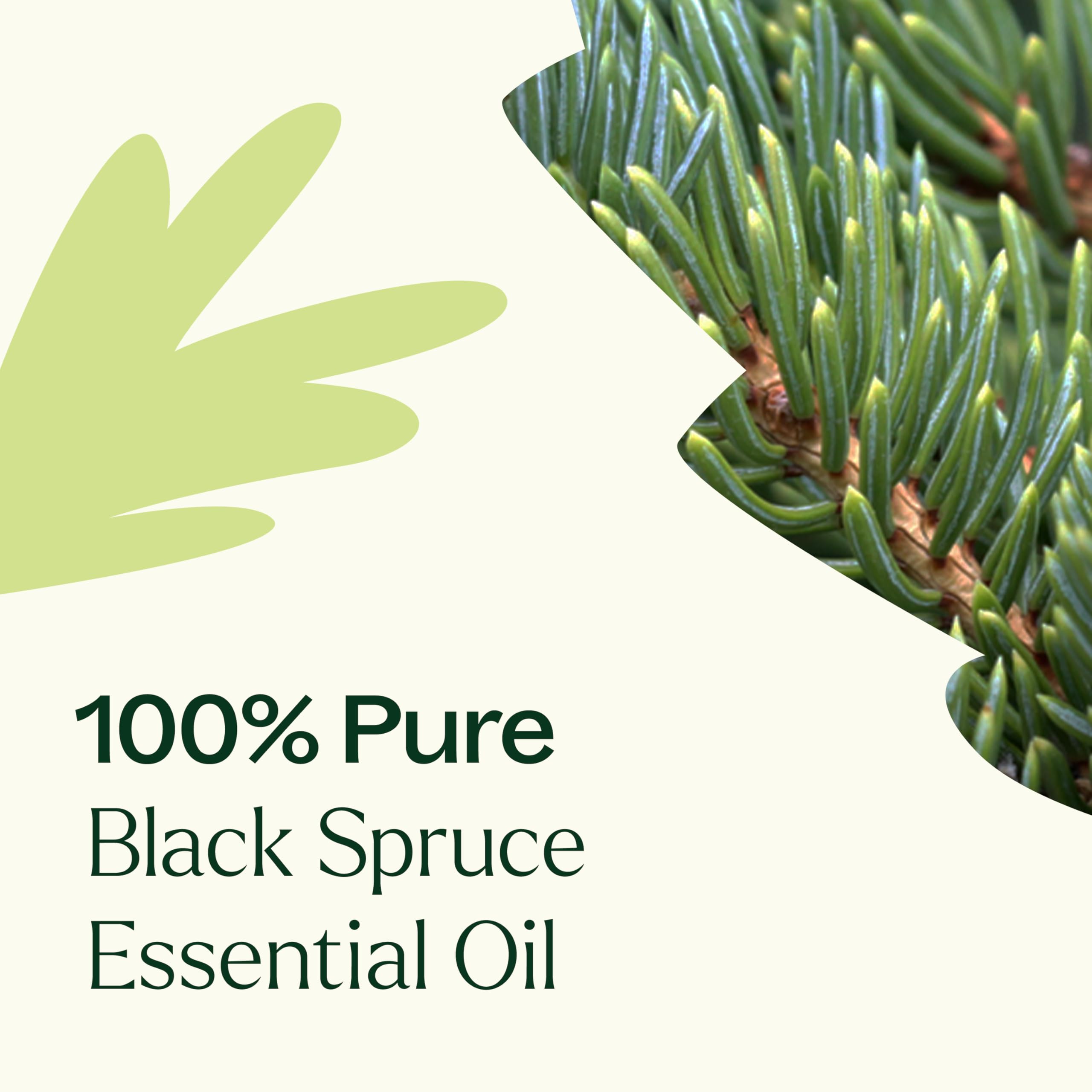 Massage with carrier oil including Black Spruce essential oil