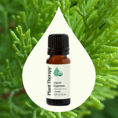 Cupressus sempervirens leaves for Cypress oil