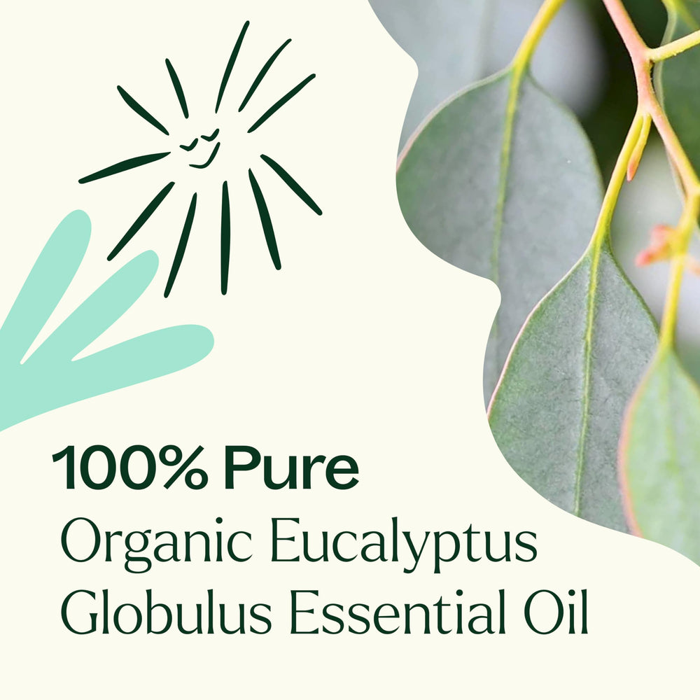 Leaves and steam distillation concept for eucalyptus oil