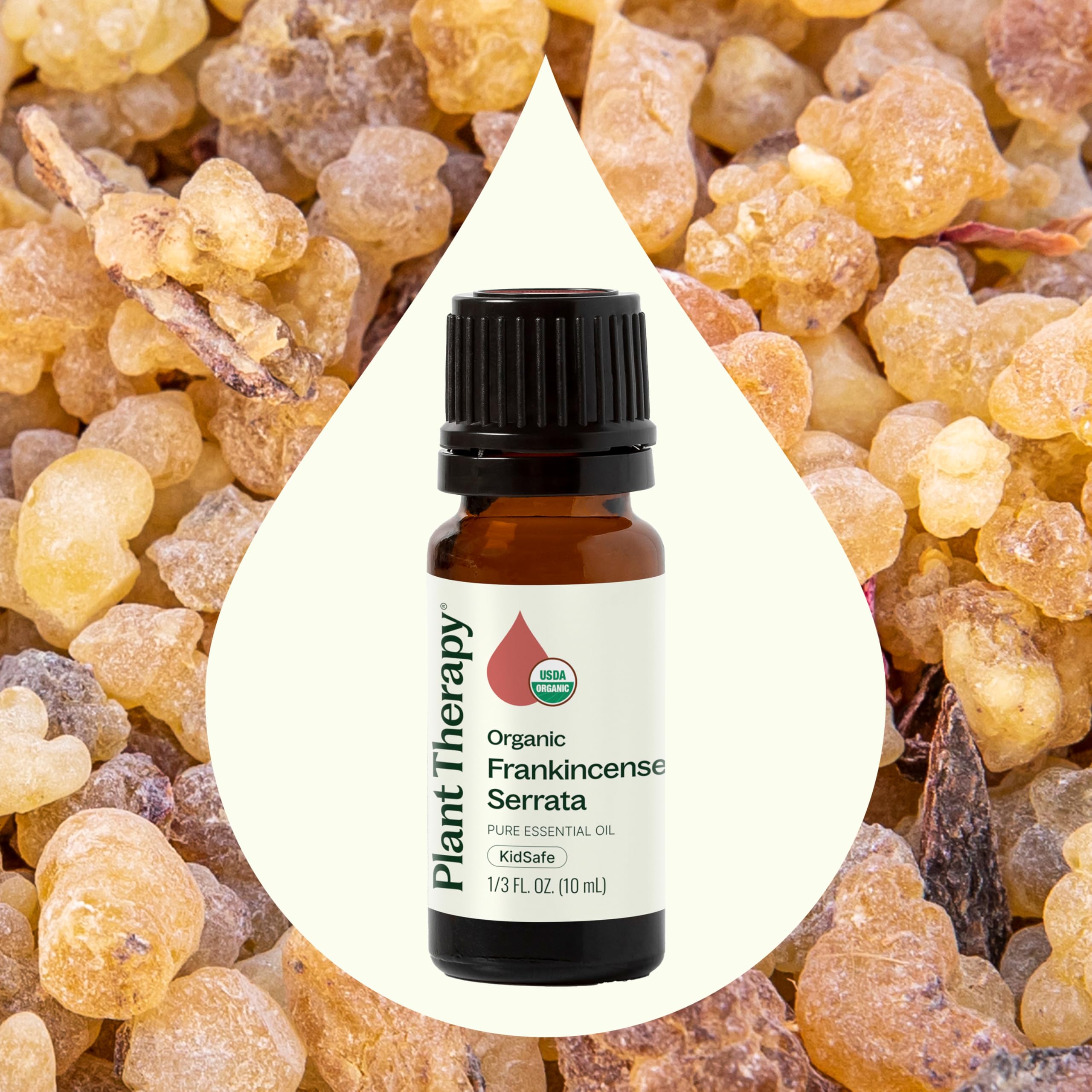 Close-up of Plant Therapy Frankincense Serrata oil bottle with label