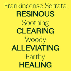 GC-MS batch report for Plant Therapy Frankincense Serrata