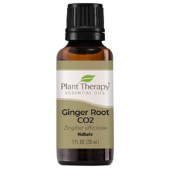 Plant Therapy Ginger Root CO2 oil bottle in hand for gentle digestion-friendly massage