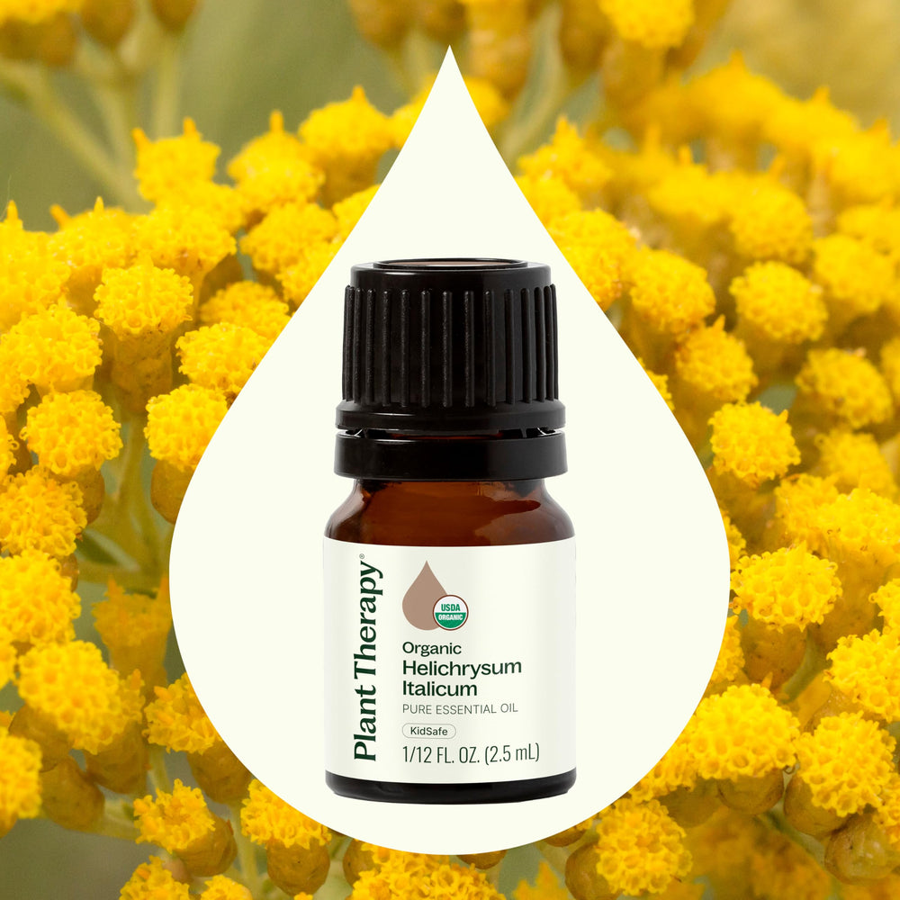 GC-MS batch report for Helichrysum Italicum essential oil