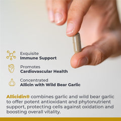Ingredient blend with allicin extract and wild bear garlic for antioxidant support