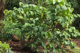 Nutrition and ingredients on Vanuatu Kava 16oz
