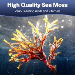 Premium vegan ingredients in sea moss 25-in-1 formula