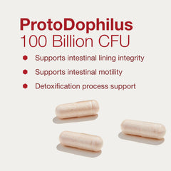 Probiotic strains supporting immune health with Proto Dophilus
