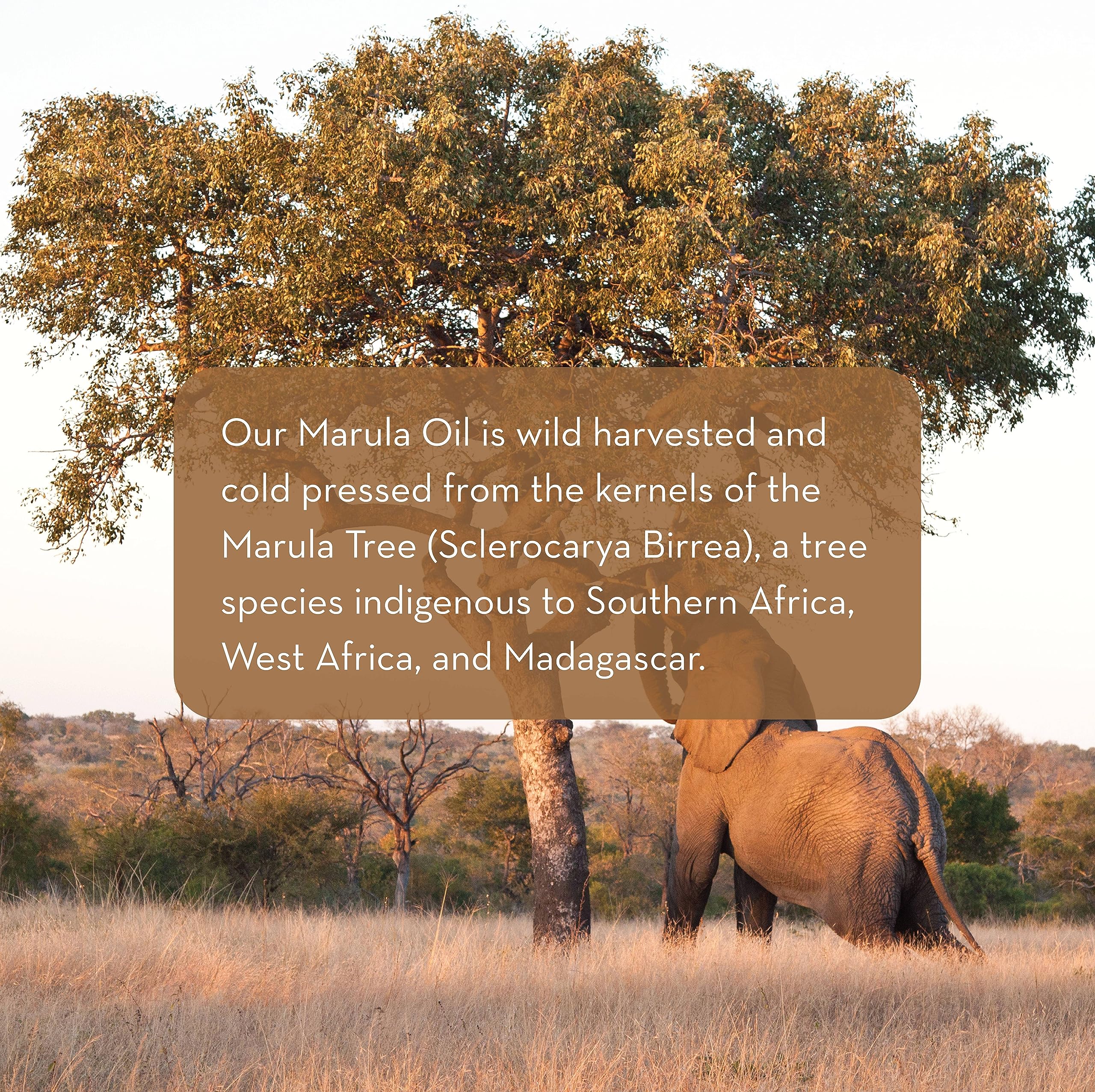 Pure Body Naturals Marula Oil dropper cap offers precise application and hydration.