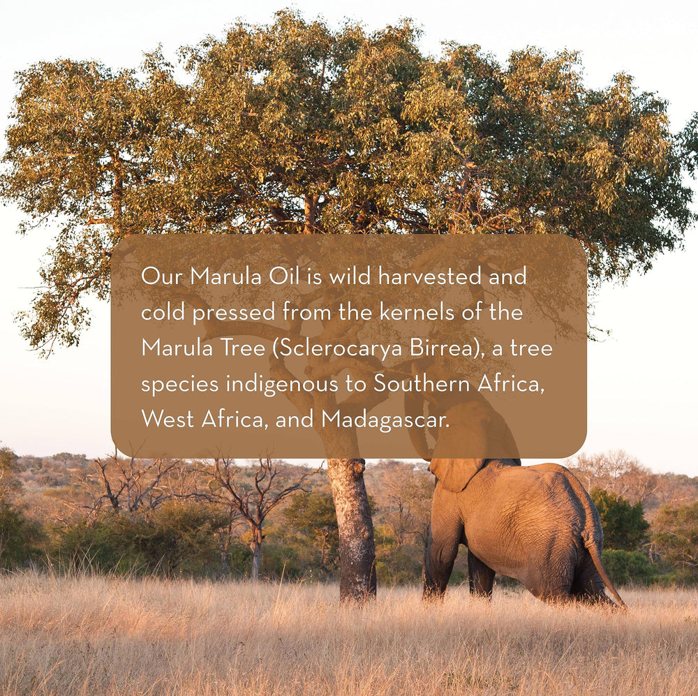 Pure Body Naturals Marula Oil dropper cap offers precise application and hydration.