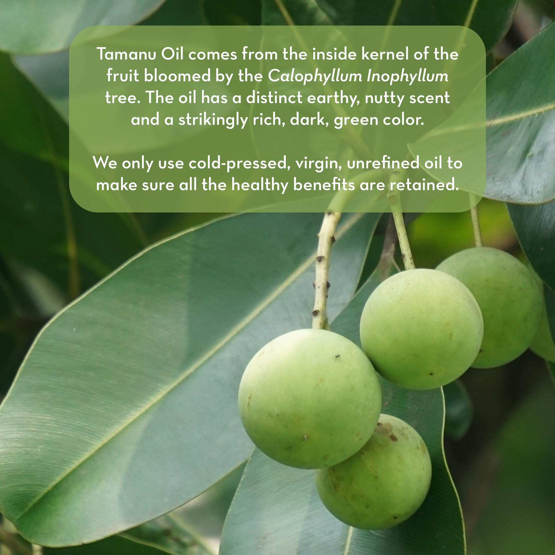 Closeup of Tamanu Oil showing rich green oil and earthy aroma