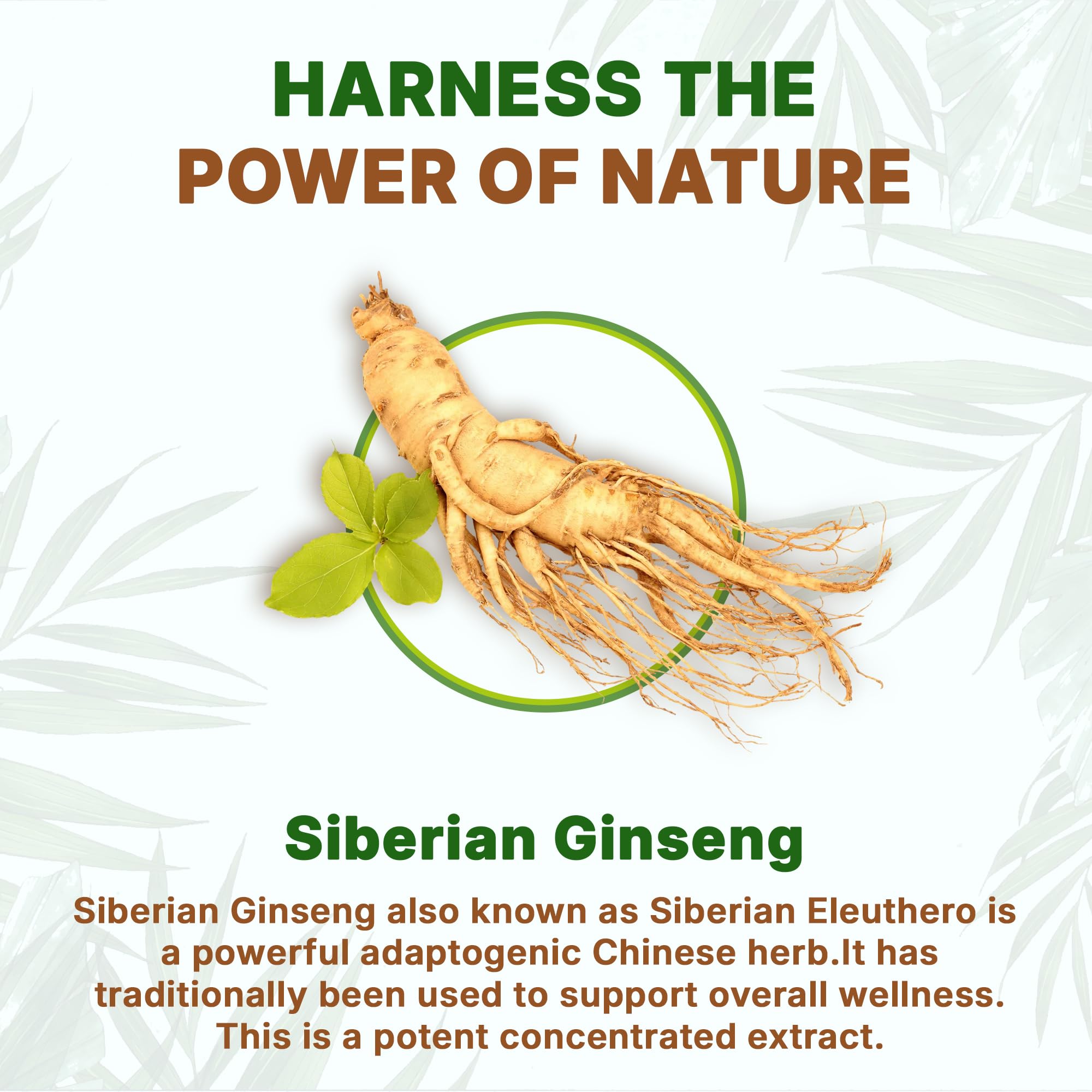 Pure natural Eleuthero powder with no fillers