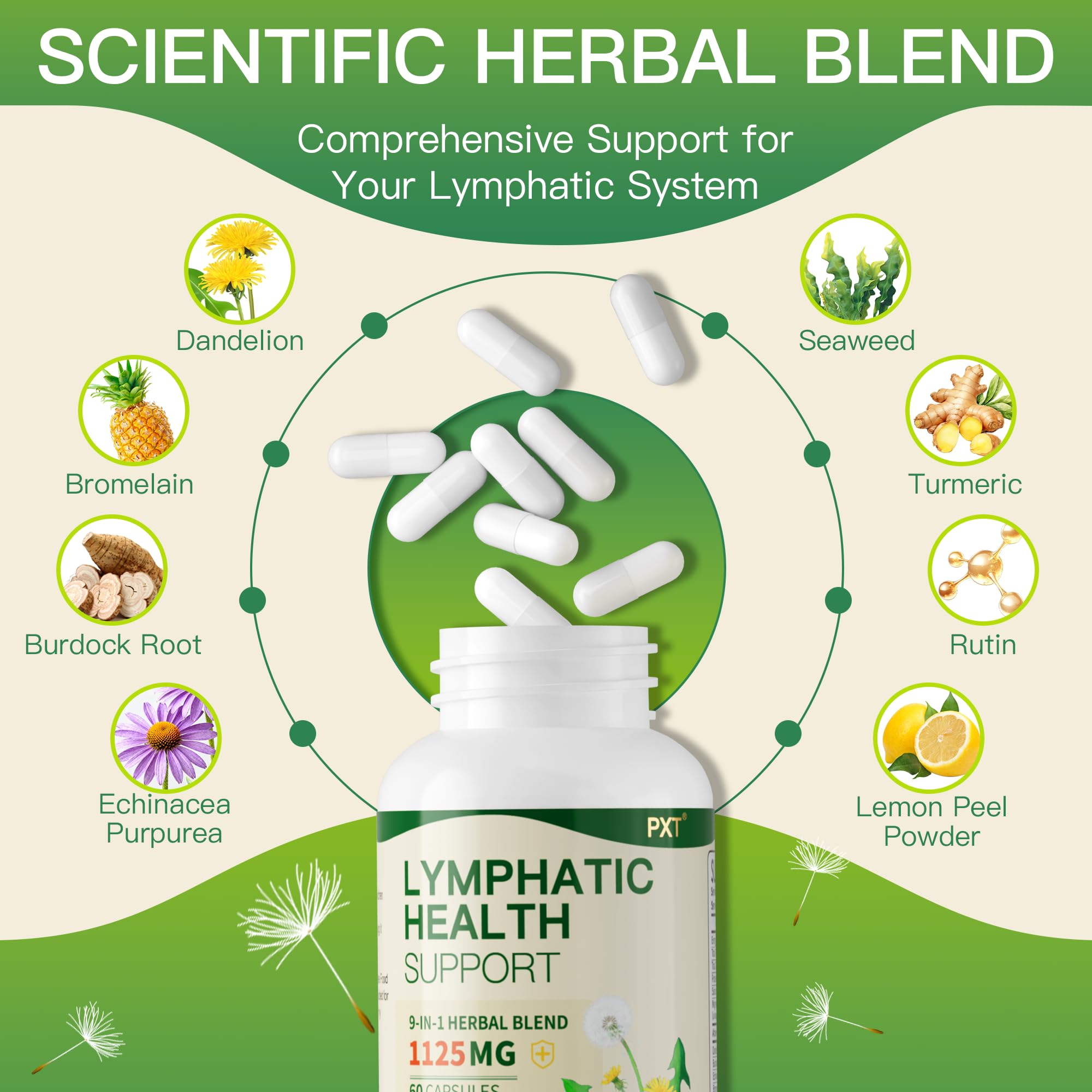 Dandelion and echinacea plant components for detox and liver health