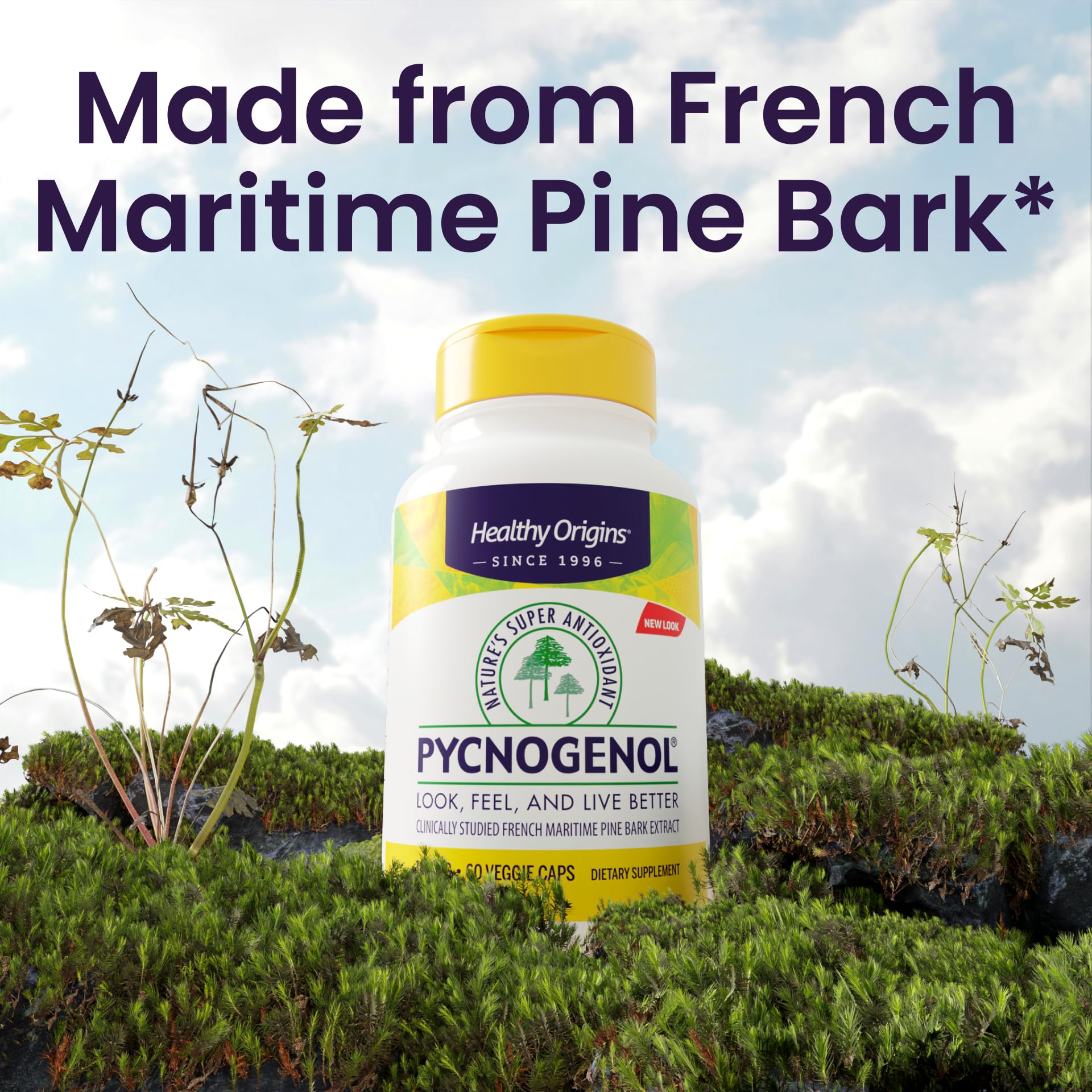 Illustration of French maritime pine bark extract source for Pycnogenol