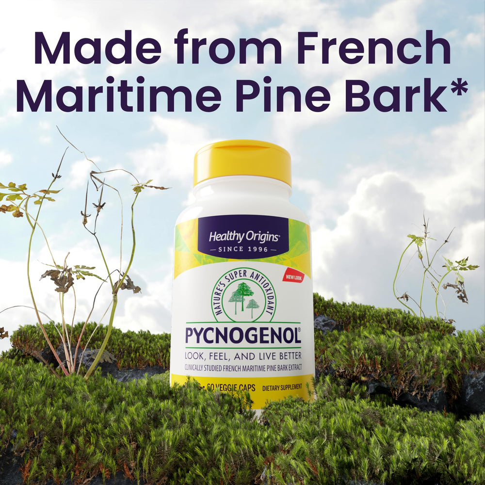 Illustration of French maritime pine bark extract source for Pycnogenol
