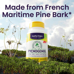 Illustration of French maritime pine bark extract source for Pycnogenol