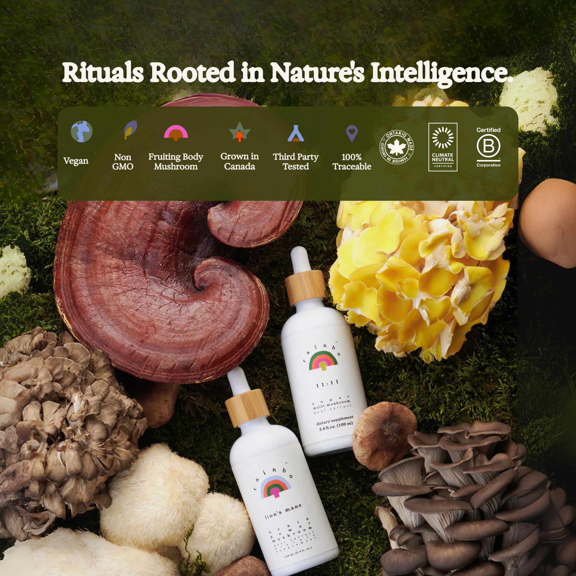 Gift-ready packaging for Rainbo Lion's Mane tincture