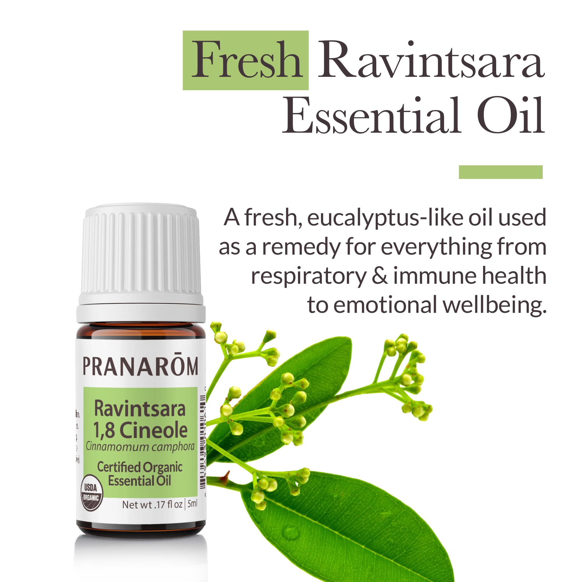 Diffusing Ravintsara essential oil for relaxation