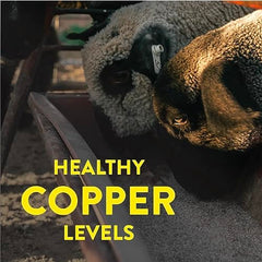 Scoop pouring mineral supplement into container