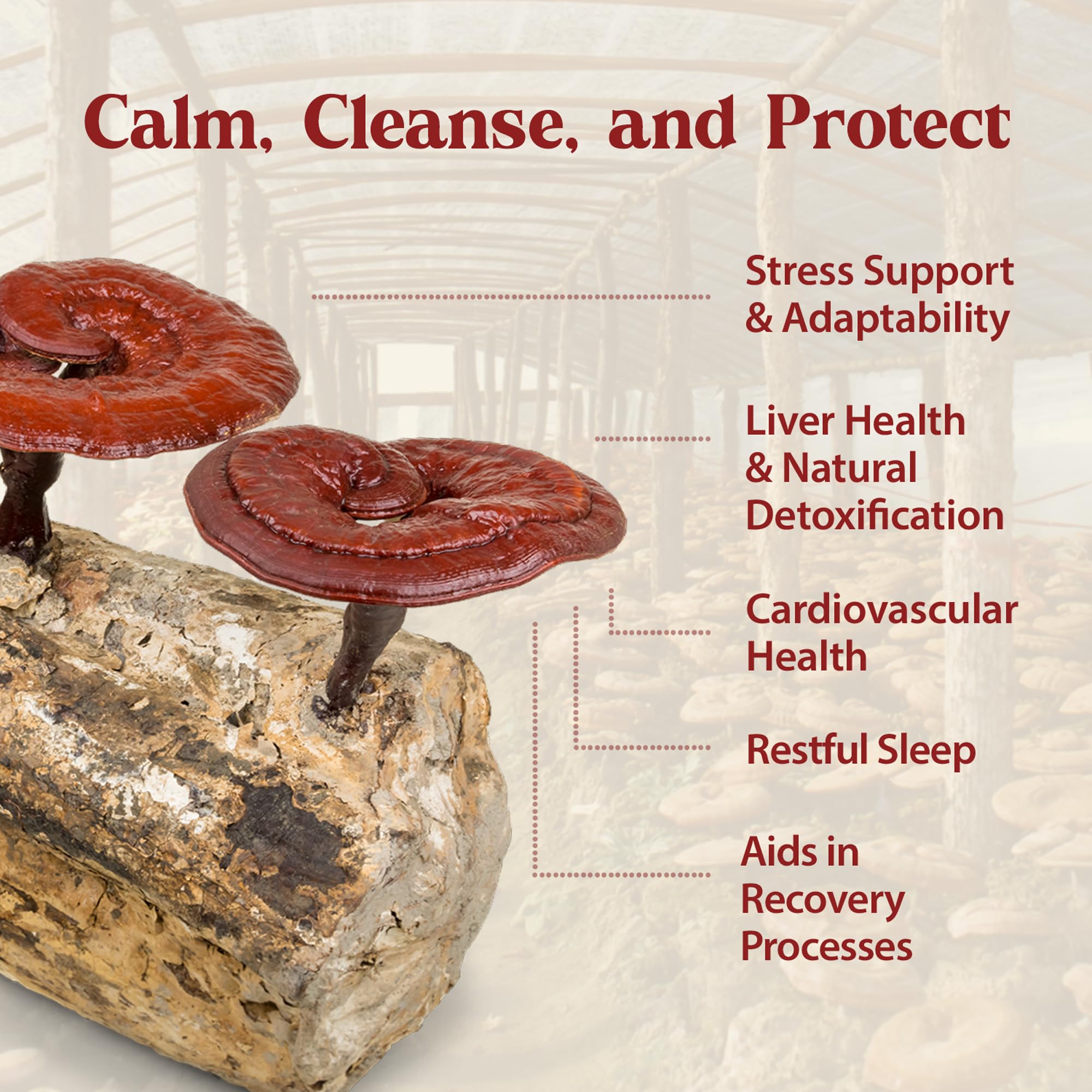 Reishi tincture drops dissolving into a beverage