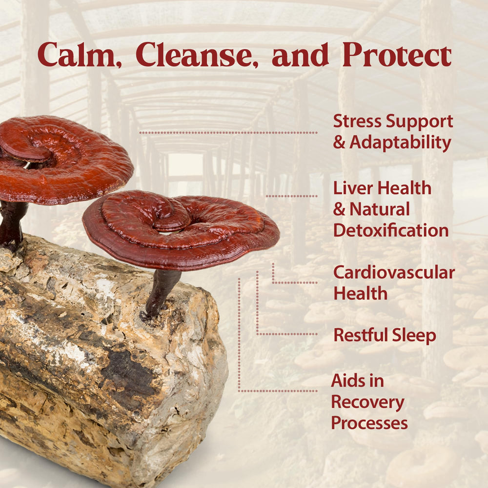 Reishi tincture drops dissolving into a beverage