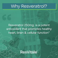 Wildcrafted Japanese knotweed used in ResVitále Resveratrol